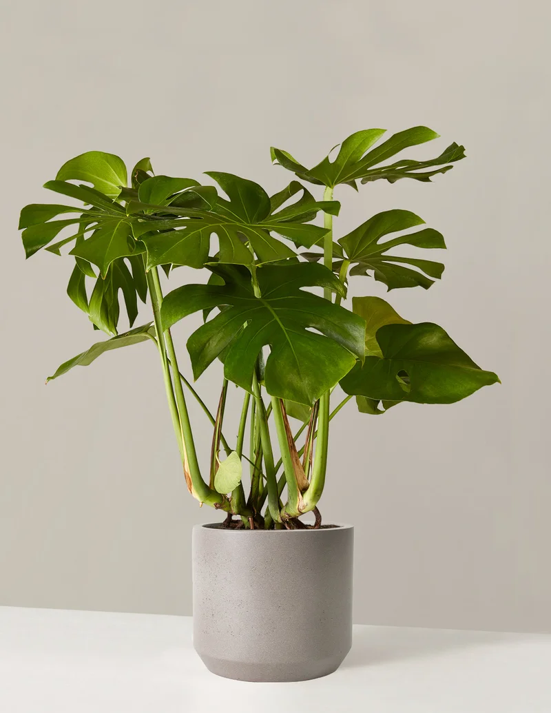 Image of Monstera Deliciosa