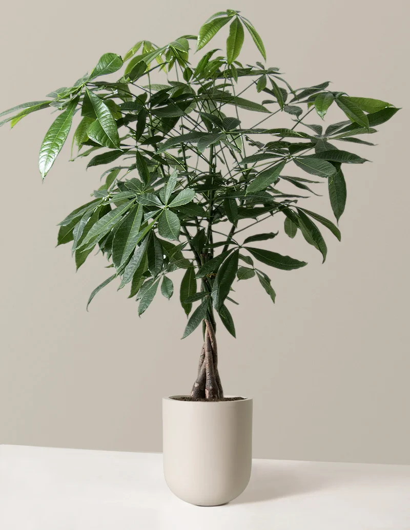 Image of Money Tree Plant