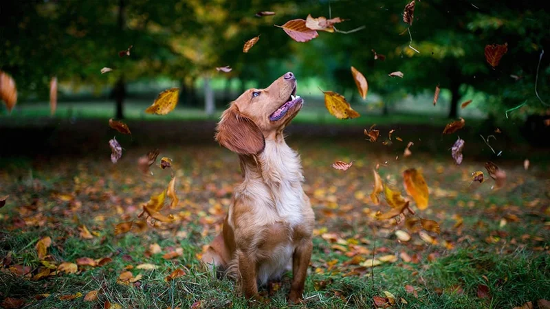 Image description: Dog watching falling leaves in the fall.