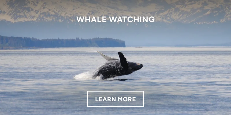Whale Watching From Icy Strait Point – Click to Learn More