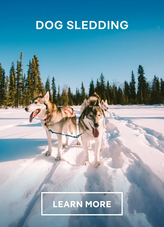 Dog Sledding From Juneau – Click to Learn More