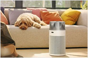 A dog sits on a sofa behind a Dyson purifier
