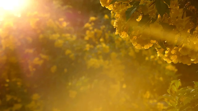 Pollen molecules in the air