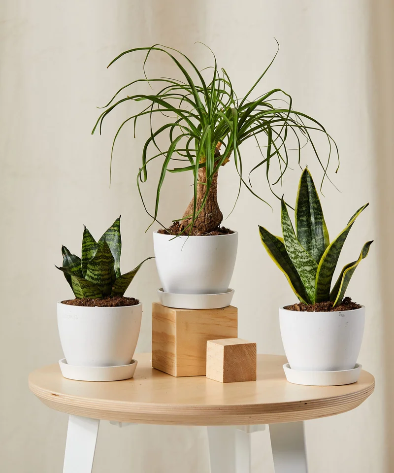 Image of Easy Peasy Collection