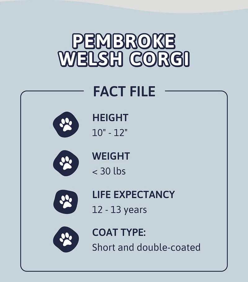 Pembroke Welsh Corgi Fact File. Height: 10" - 12" Weight: < 30 lbs Life Expectancy: 12 - 13 years Coat Type: Short and double-coated