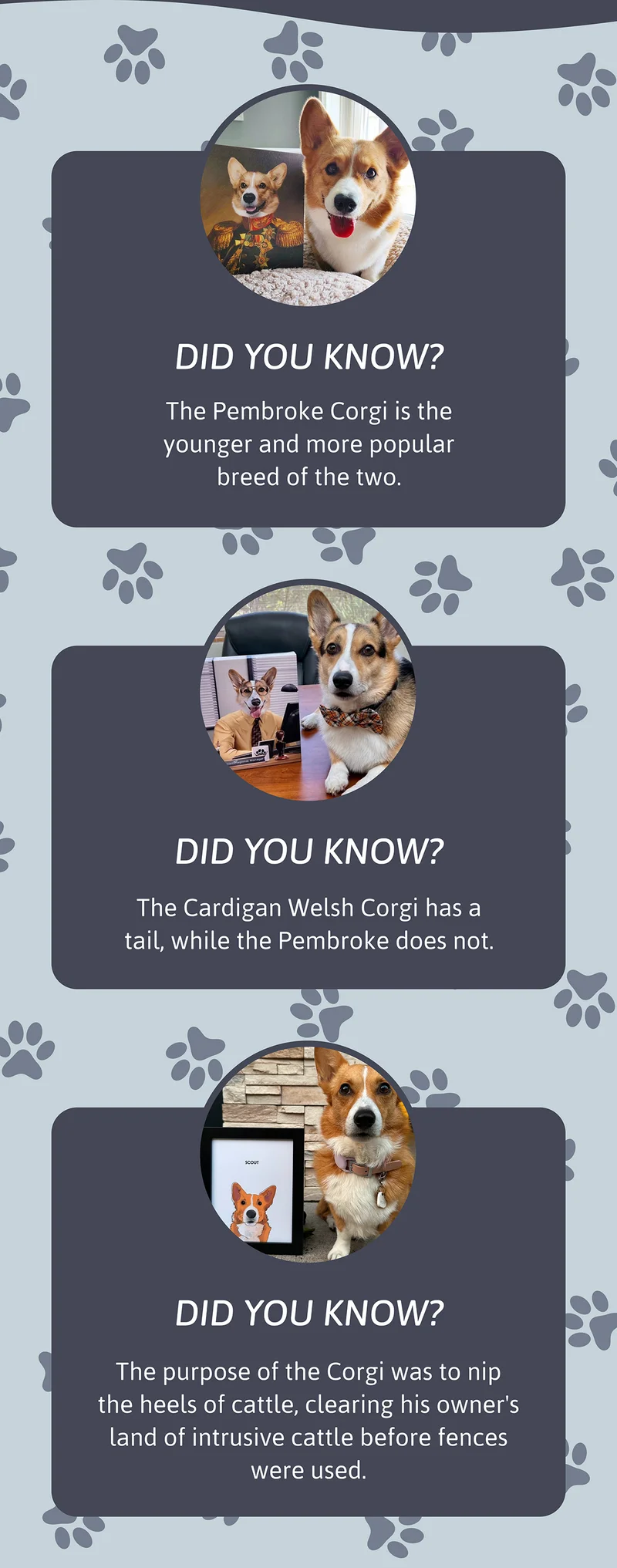 Heading: Did You Know? The Pembroke Corgi is the younger and more popular breed of the two.  Heading: Did You Know? The Cardigan Welsh Corgi has a tail, while the Pembroke does not.  Heading: Did You Know? The purpose of the Corgi was to nip the heels of cattle, clearing his owner's land of intrusive cattle before fences were used.