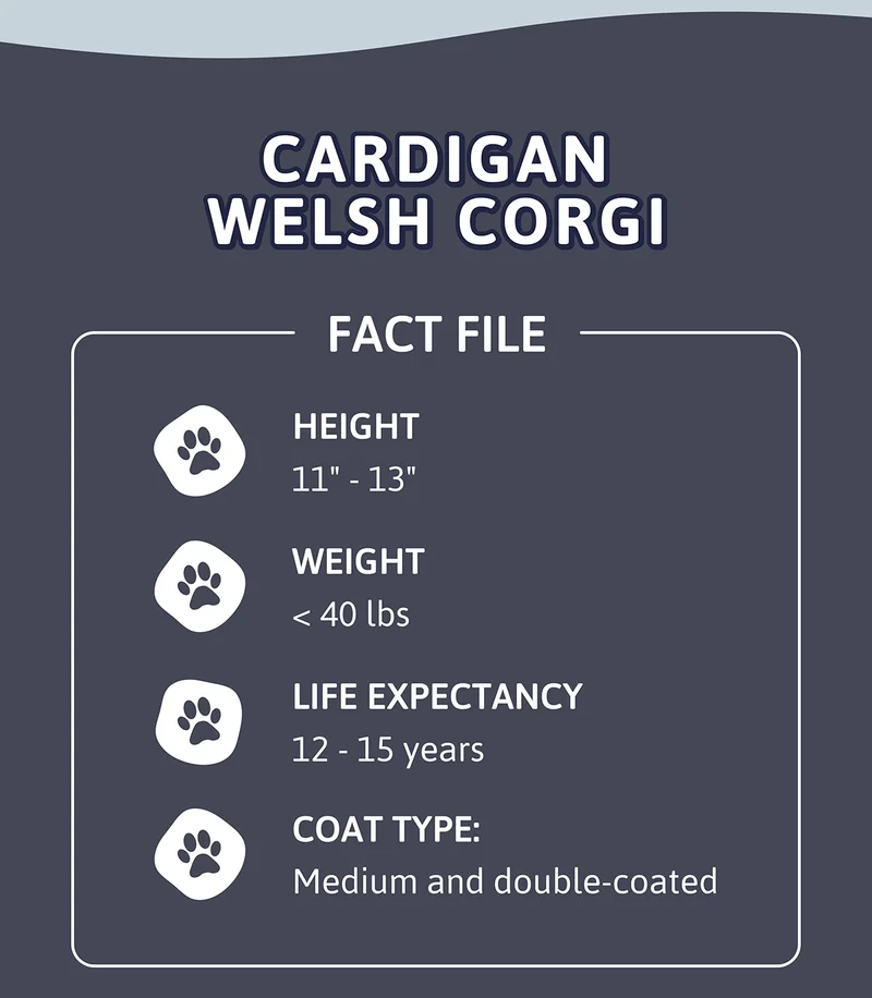 Cardigan Welsh Corgi Fact File. Height: 11" - 13" Weight: < 40 lbs Life Expectancy: 12 - 15 years Coat Type: Medium and double-coated