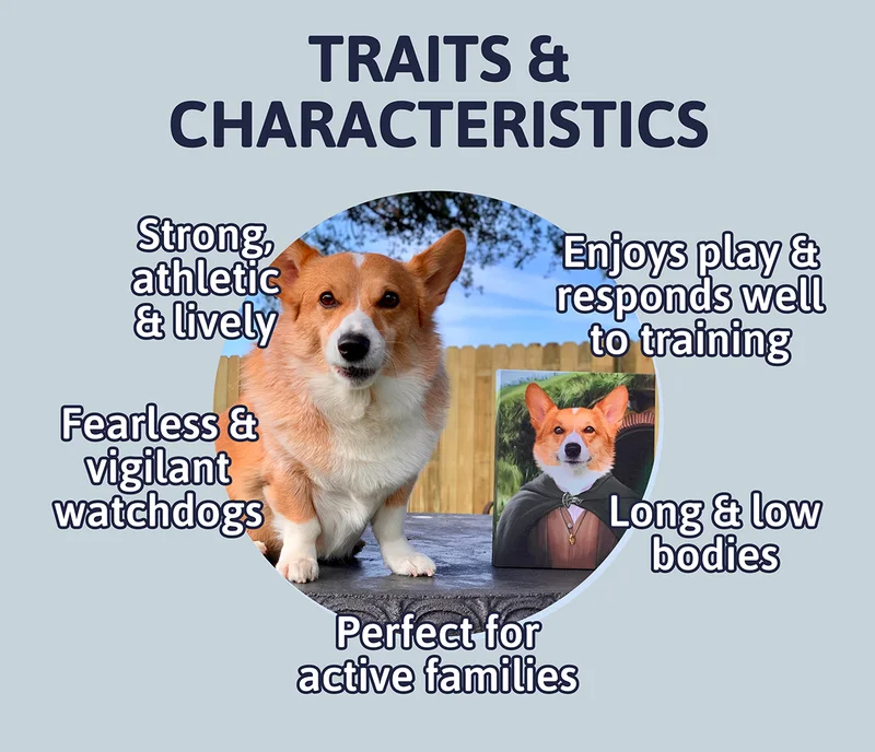 Traits & Characteristics: Strong, athletic & lively, Enjoys play & responds well to training, Fearless & vigilant watchdogs, Long & low bodies, Perfect for active families