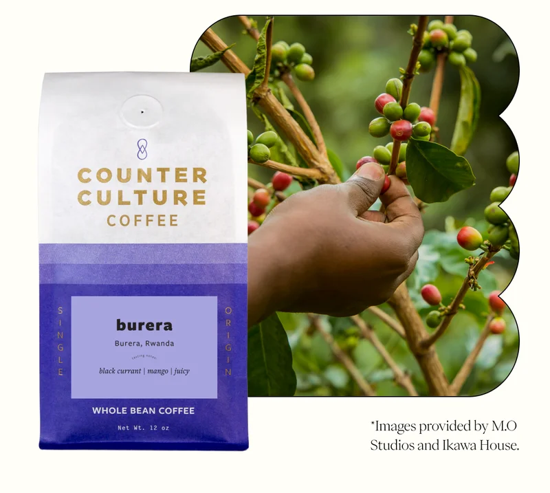 Burera, Rwanda black currant mango juicy