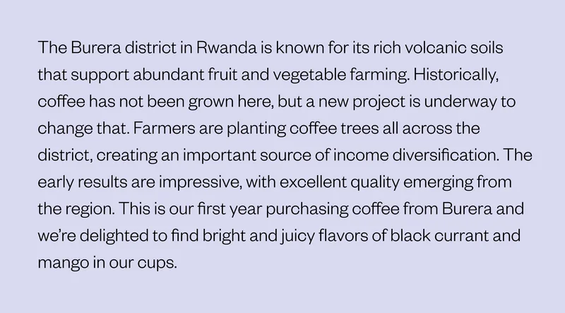 The Burera district in Rwanda is known for its rich volcanic soils that support abundant fruit and vegetable farming. Historically, coffee has not been grown here, but a new project is underway to change that. Farmers are planting coffee trees all across the district, creating an important source of income diversification. The early results are impressive, with excellent quality emerging fro the region. This is our first year purchasing coffee fro Burera and we're delighted to find bright and juicy flavors of black currant and mango in our cups.