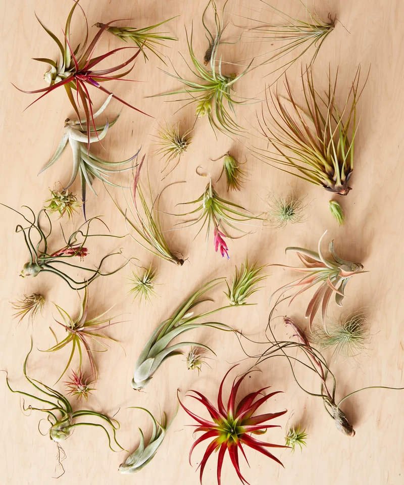 Image of Air Plants