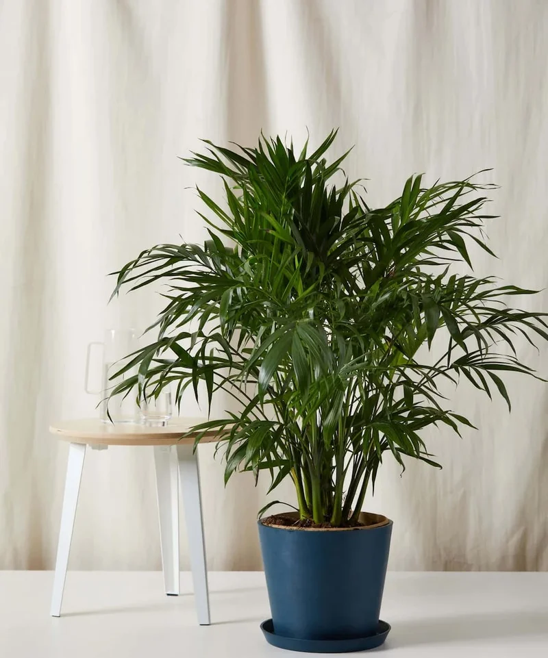 cat palm in indigo ecopot