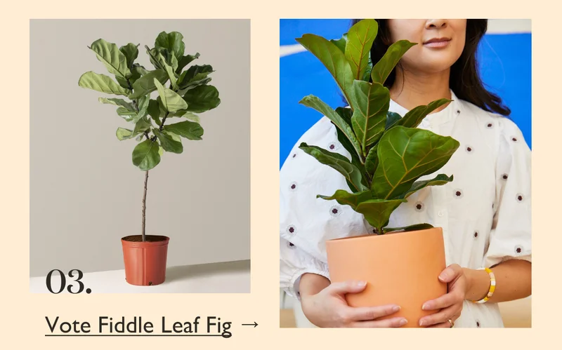 Vote Fiddle Leaf Fig