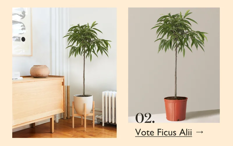 Vote Ficus Alii