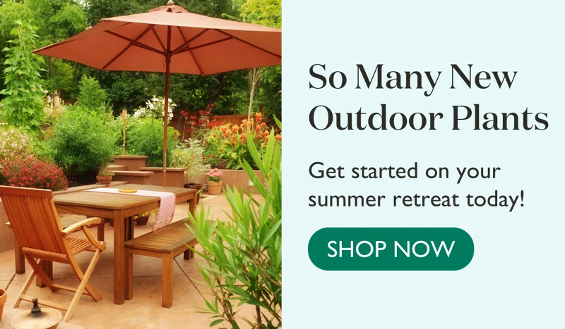 So many new outdoor plants! Get started on your summer retreat today.