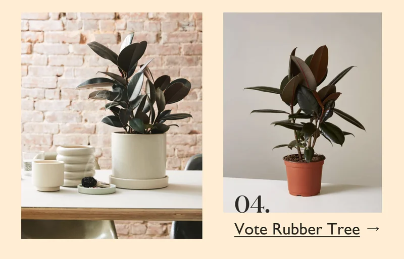 Vote Rubber Tree