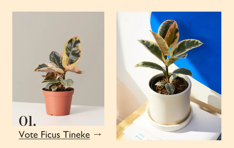 Vote Ficus Tineke