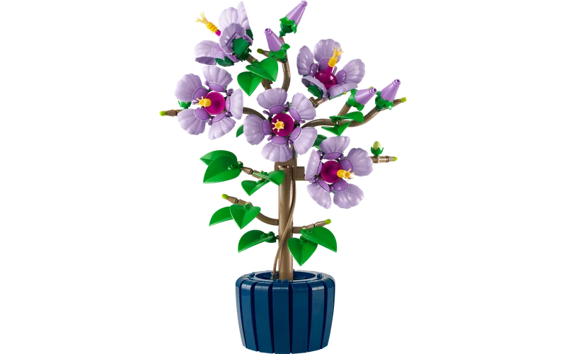 Hibiscus