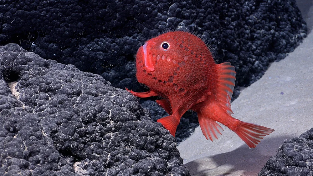 A round red fish with a small tail.