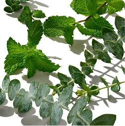https://www.nativecos.com/collections/shop-scent-eucalyptus-mint