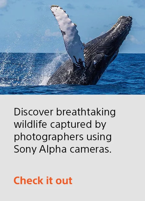 Discover breathtaking wildlife captured by photographers using Sony Alpha cameras | Check it out