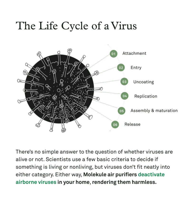 The lifecycle of a virus