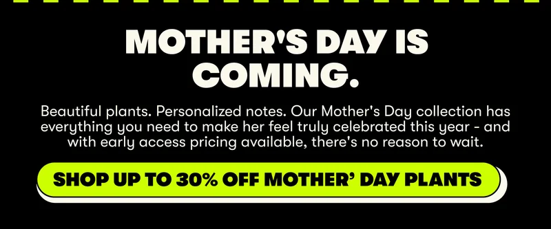 shop mother's day