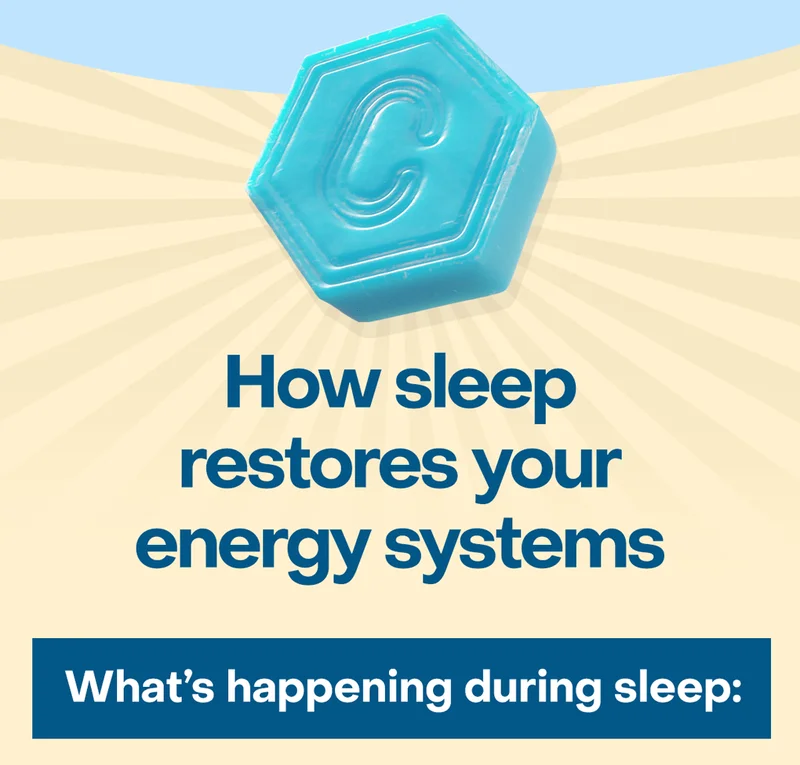 How sleep restores your energy systems. What's happening during sleep: