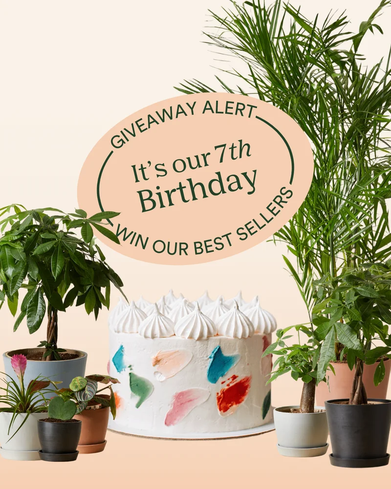 birthday giveaway
