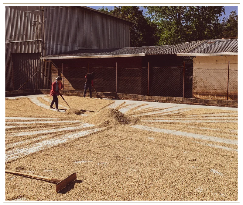 Coffee in parchment dries in wide rows on a sunlit patio at El Puente.