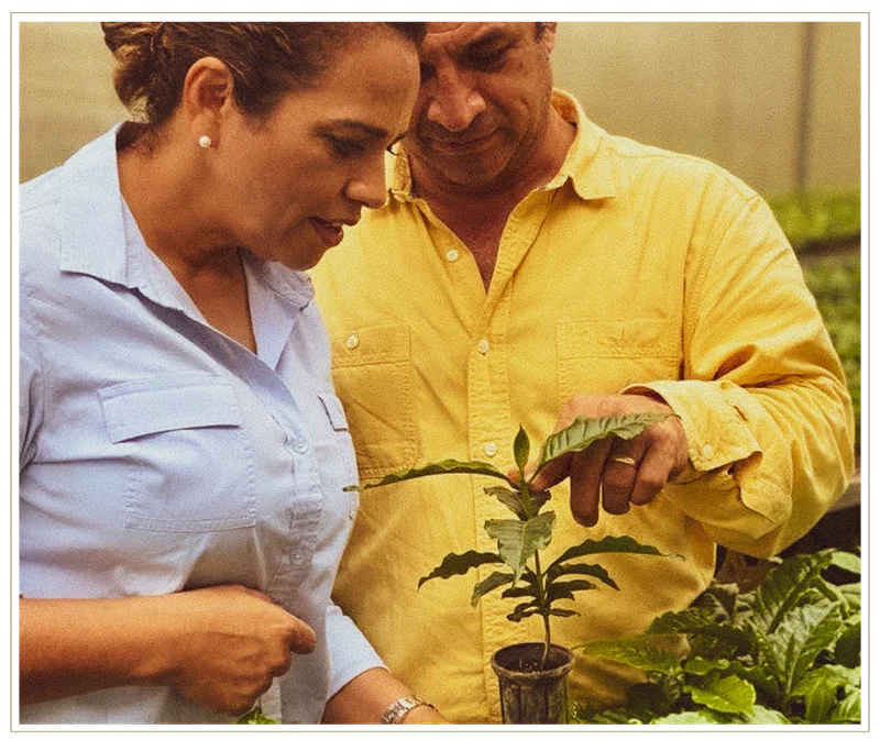 Moisés and Marysabel examine a young coffee plant together in their nursery, surrounded by green coffee seedlings.