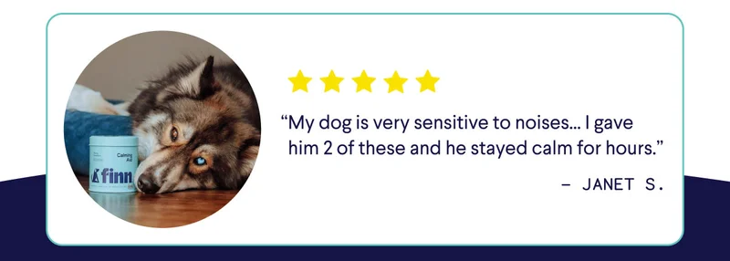 UGC of dog with review: "My dog is very sensitive to noises...I gave him 2 of these and he stayed calm for hours" –&nbsp;Janet S.