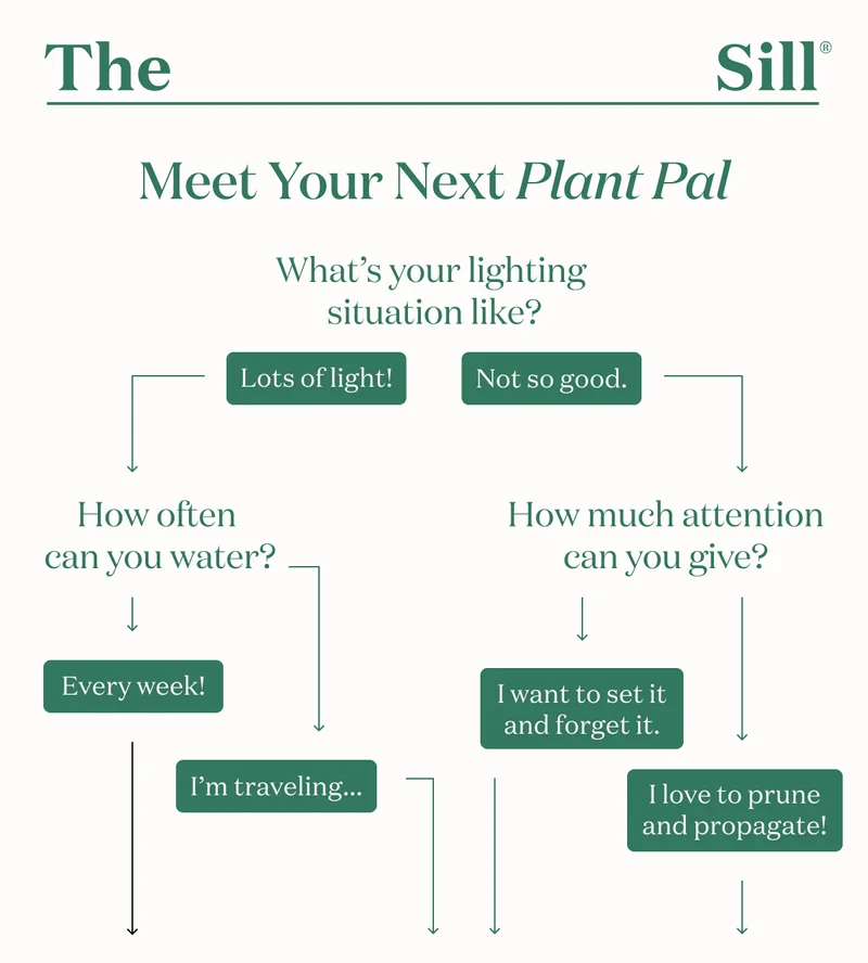 Answer a few quick questions to meet your next plant pal: What's your lighting situation like? How often can you water? How much attention can you give?
