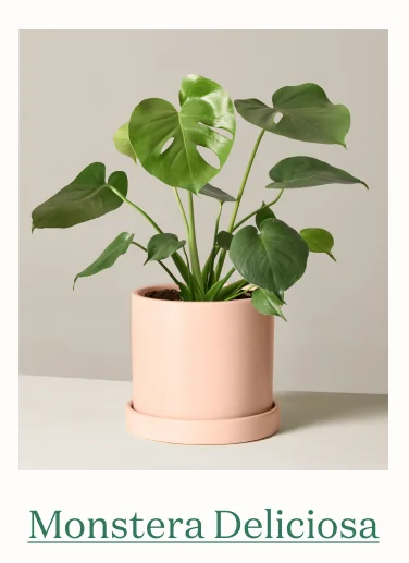 Monstera Deliciosa