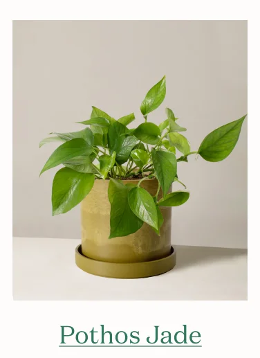 Pothos Jade