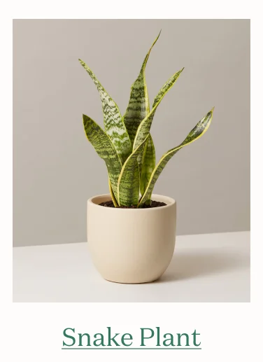 Snake Plant