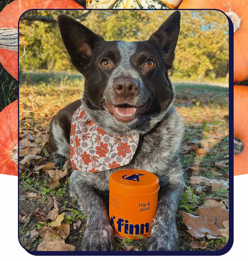 Mountain dog in field with orange Hip & Joint tin between paws