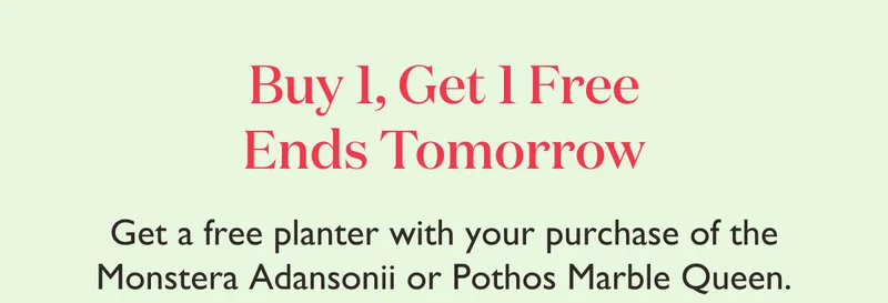 Buy 1, Get 1 Free Ends Tomorrow! Get a free planter with your purchase of the Monstera Adansonii or Pothos Marble Queen.