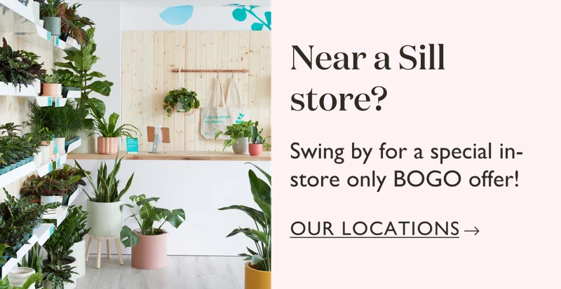 Near a Sill store? Swing by for a special in-store only BOGO offer!