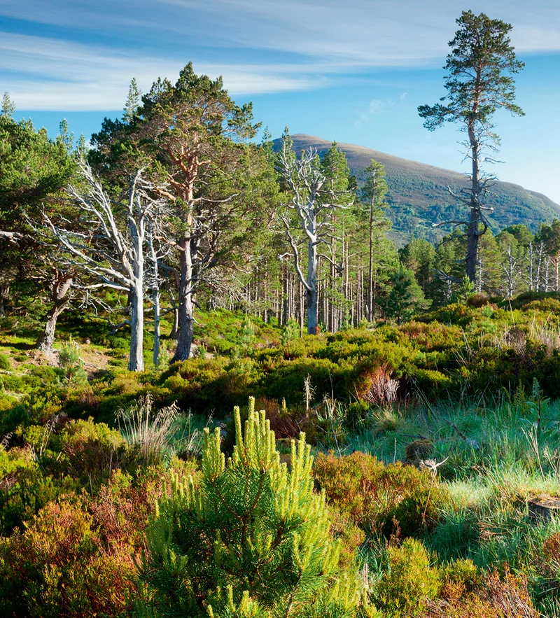 Scotland’s Glenmore Forest Park Scotland’s Glenmore Forest Park