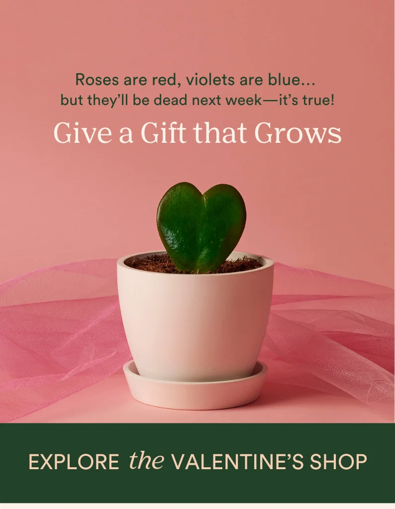 Shop the Valentine's Day Gift Shop