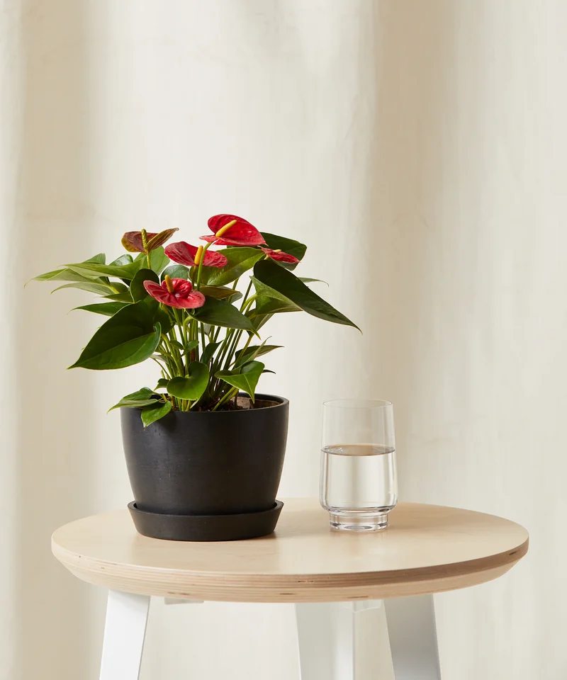 Image of Red Anthurium