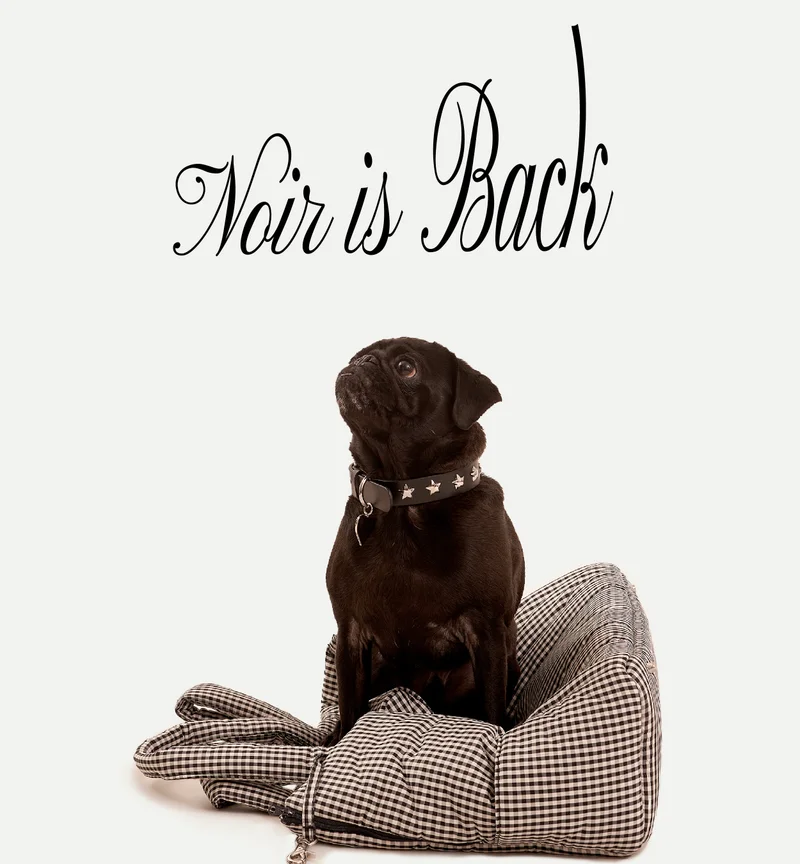 Noir is Back