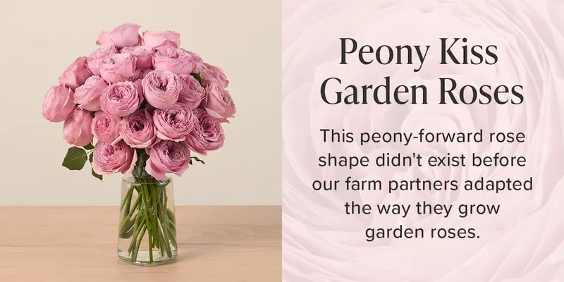 Peony Kiss Garden Roses This peony-forward rose shape didn't exist before our farm partners adapted the way they grow garden roses.