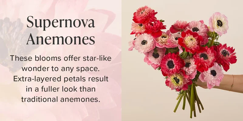 Supernova Anemones These blooms offer star-like wonder to any space. Extra-layered petals result in a fuller look than traditional anemones.