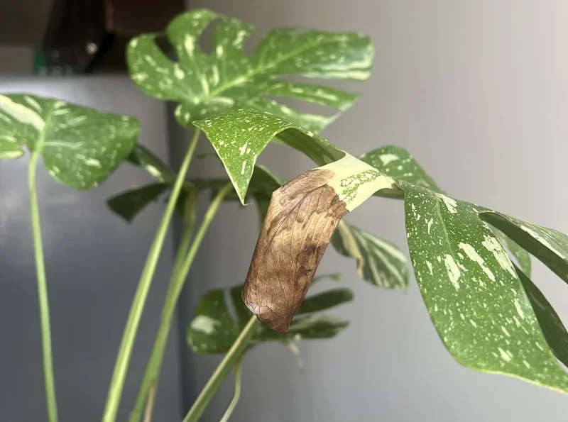 brown leaf on monstera