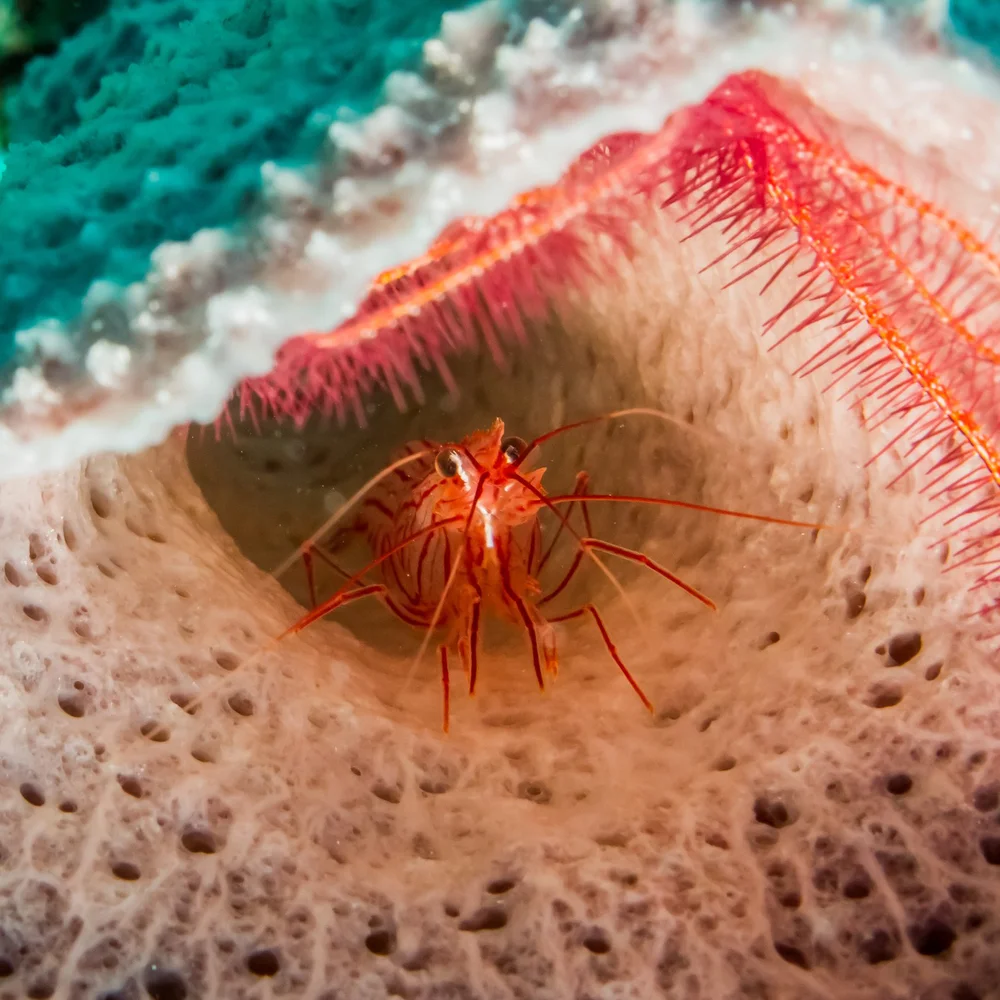 Shrimp and sponge in reefs off Costa Rica