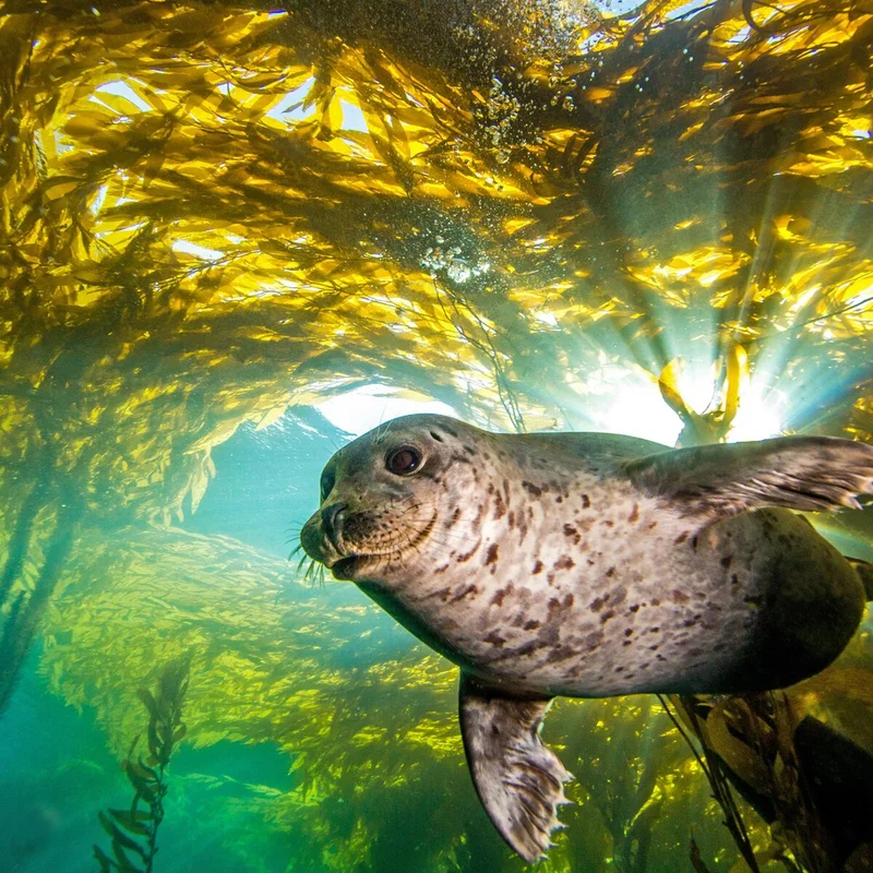 Harbor seal swimming through kelp forests, USA