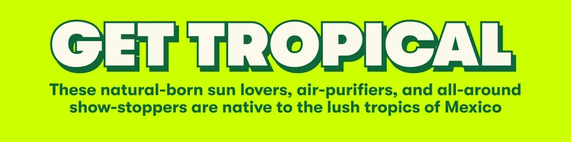 GET TROPICAL These natural-born sun lovers, air-purifiers, and all-around show-stoppers are native to the lush tropics of Mexico