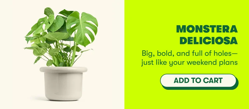 Monstera deliciosa  Big, bold, and full of holes—just like your weekend plans  [ADD TO CART]